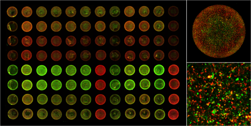 Entire-96-well-plate_16cols.png