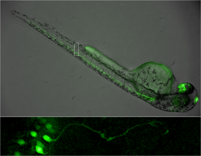 Entire-zebrafish-embryo_16cols.png