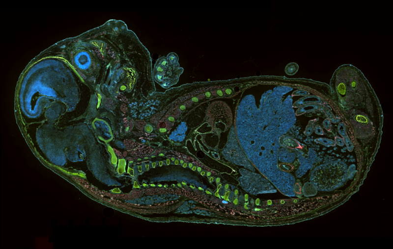 Rat-Embryo-Large-Image-Stich_16cols.png